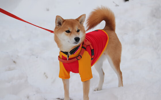 30比2射门碾压！波尔战术板上的手术刀肢解奥地利