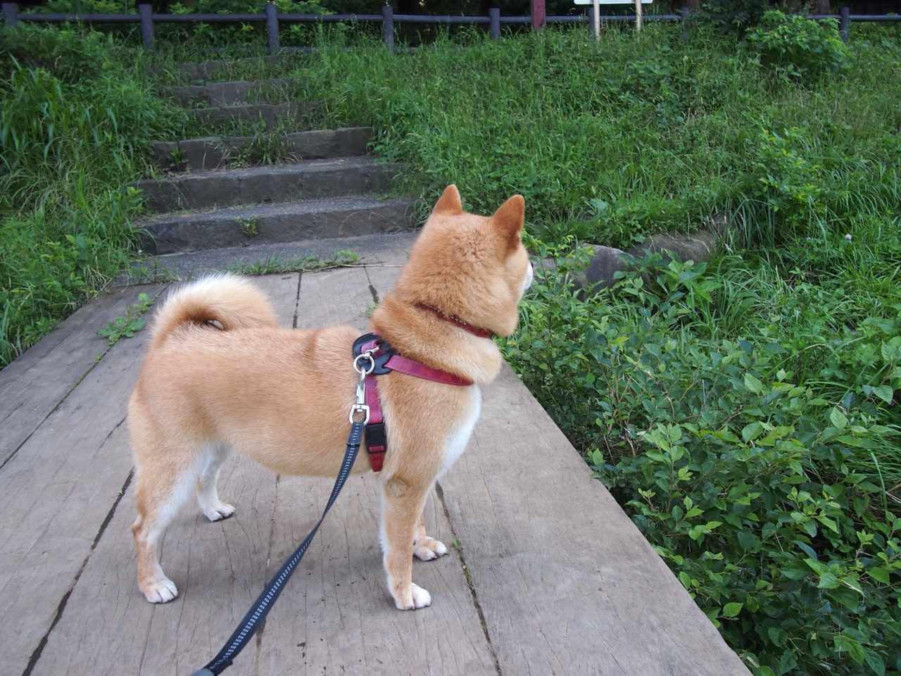 当高卢雄鸡鸣响角斗场，一场跨越千年的绿茵征服