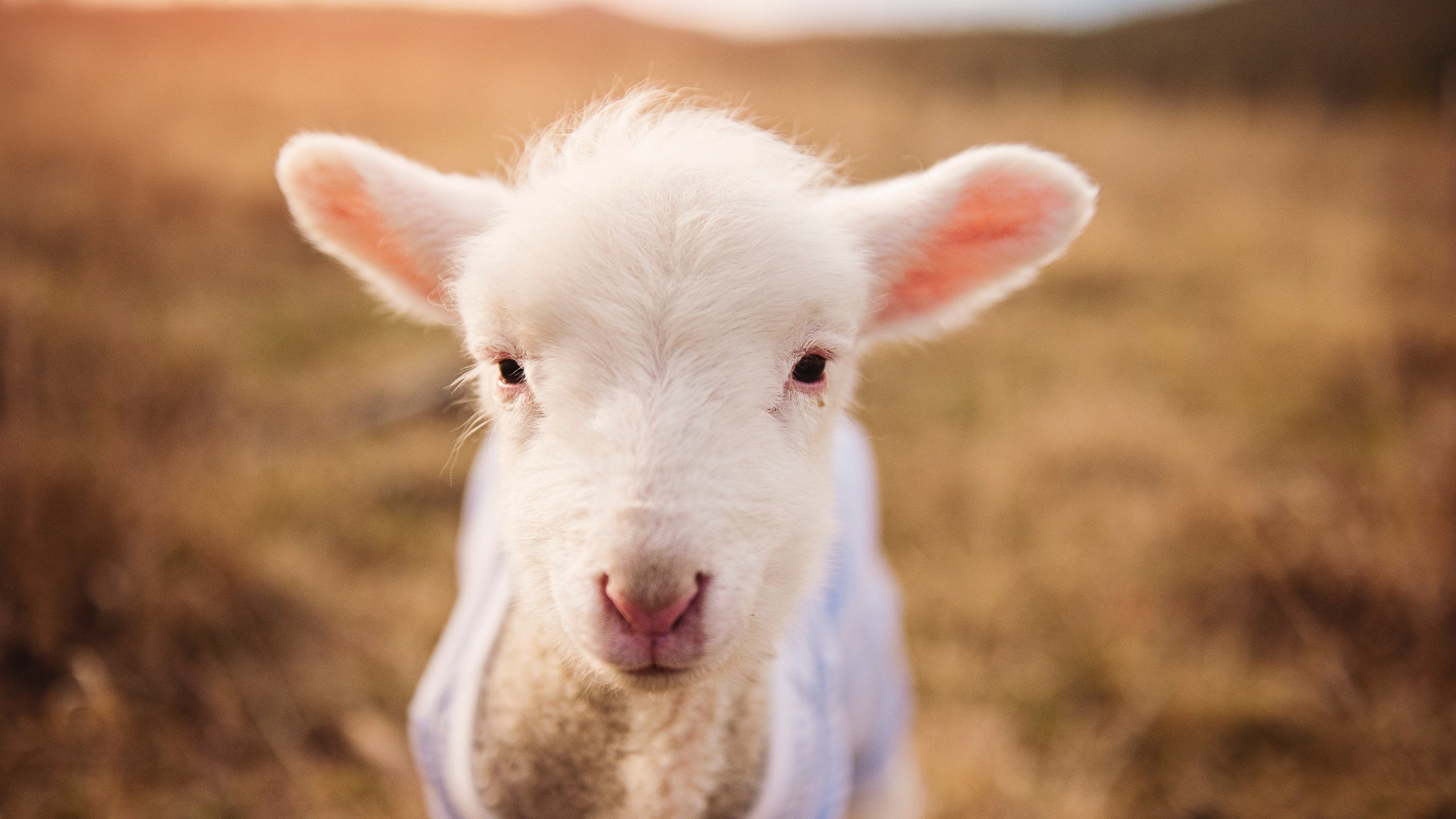 爱游戏大厅-艺术击败野性，毕尔巴鄂战术枷锁困住乌拉圭，富安健洋成为非典型关键先生