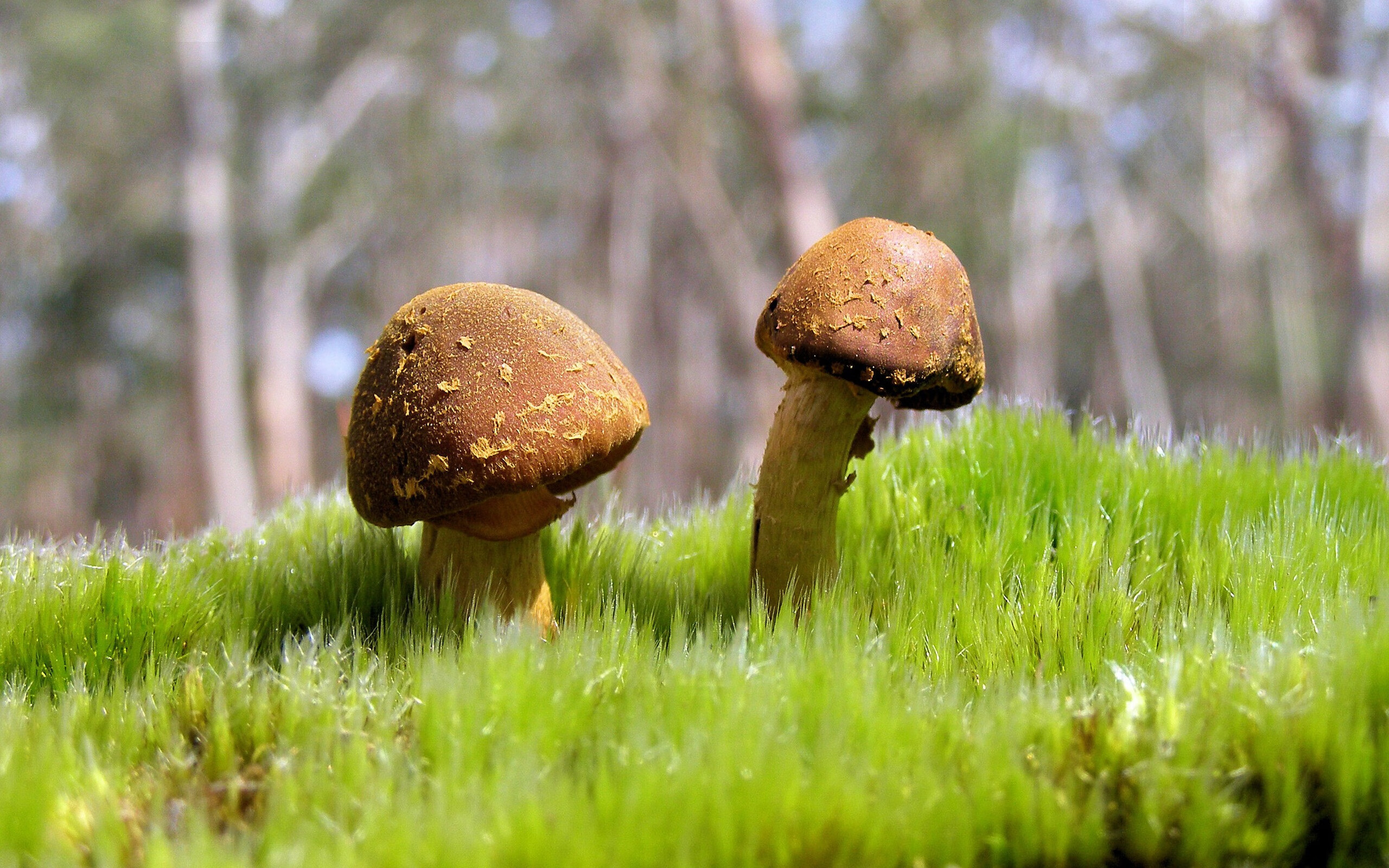 极致对决!爵士险胜快船,恩比德赛后评分拉满的悲壮美学