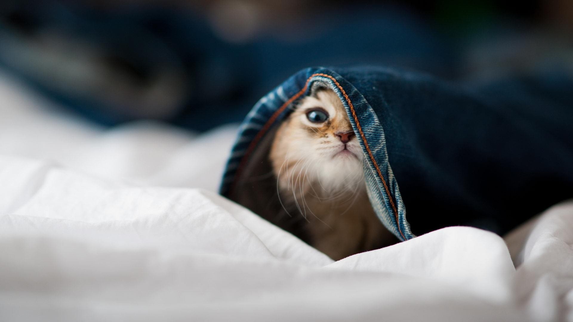 金雨中的逆行者，当法比尼奥的精准外科刀切开德甲争冠夜的疯狂