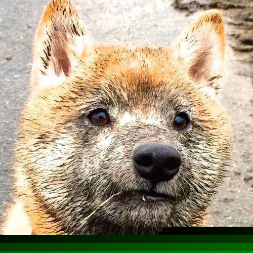 新西兰速胜玻利维亚,罗德里戈的决胜时刻