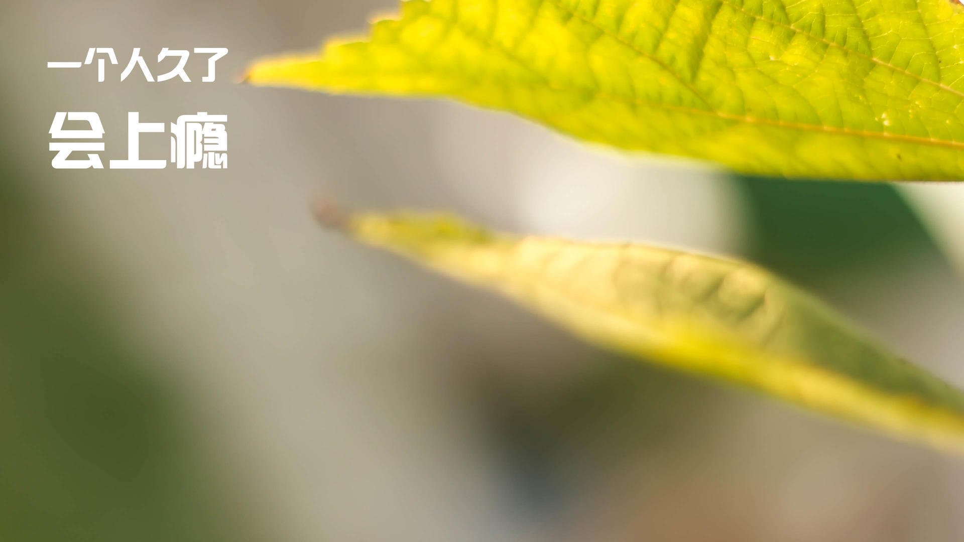 绿茵赛道上的极速超车，奥斯梅恩以F1式火力压制引领尼日利亚征服埃及