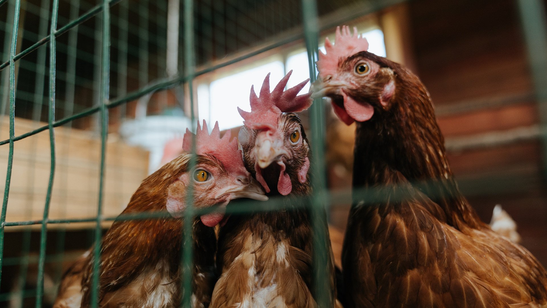 爱游戏tv-2026世界杯焦点战，雷恩式战术风暴如何全面压制国际米兰体系