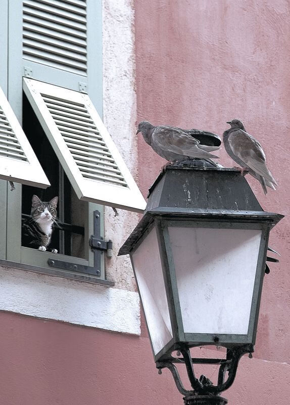 攻防一体的艺术，西亚卡姆如何成为热火终结灰熊的关键引擎