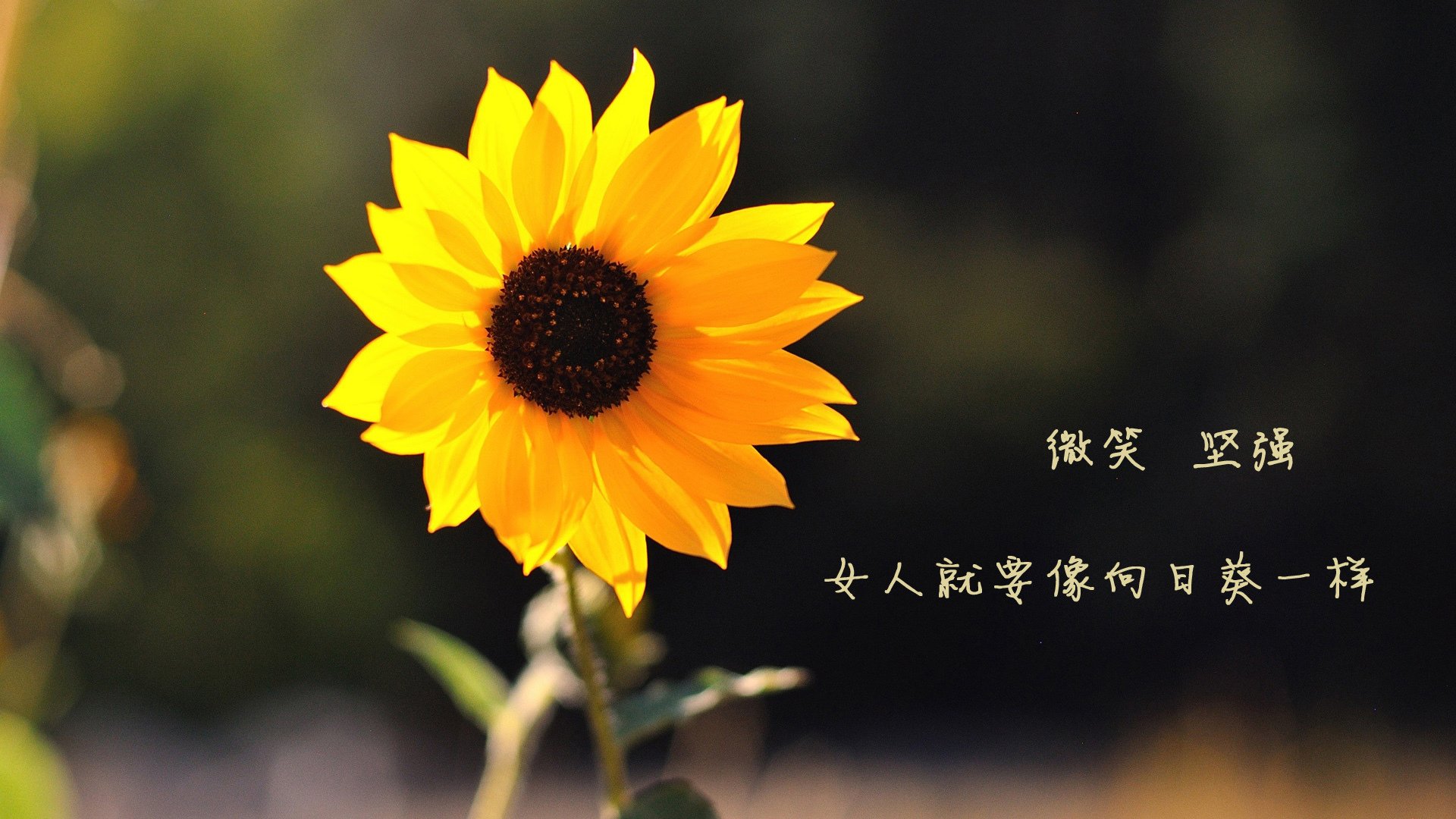 爱游戏大厅-蒙得维的亚的午夜，当命运之矛刺穿高卢雄鸡，哈基米用速度撕裂了法兰西的黄昏